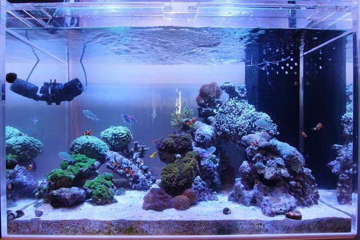 サンゴと海水魚が泳ぐオーバーフロー水槽のレイアウト