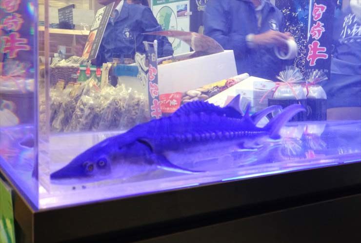 青い照明の水槽で泳ぐチョウザメと店内の背景