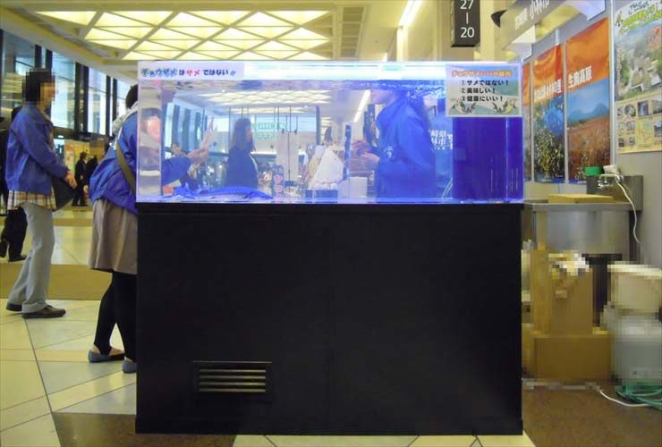 商業施設に設置された大型のチョウザメ展示水槽