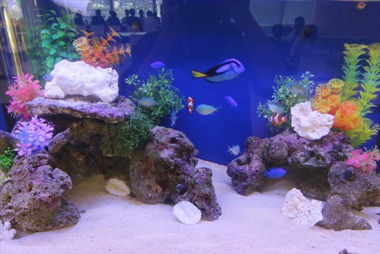 岩組と人工水草で飾られた海水魚水槽を泳ぐ熱帯魚たち