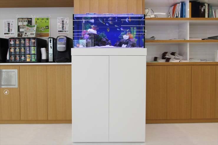 白い水槽台に設置された青い照明の熱帯魚水槽