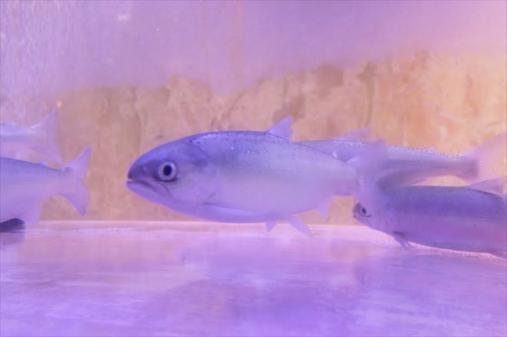 紫色の照明が当たる水槽内を泳ぐ銀色の淡水魚の群れ
