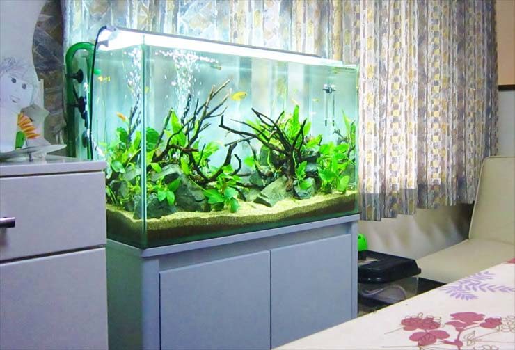 流木と水草を配置した室内設置の大型水槽レイアウト