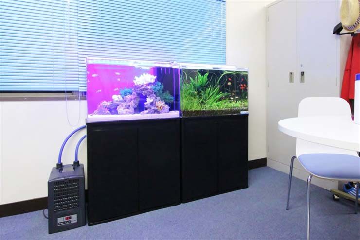 オフィスに並ぶ海水魚水槽と水草水槽と水槽用クーラー