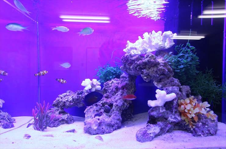 紫の照明に照らされた海水魚水槽と岩のレイアウト