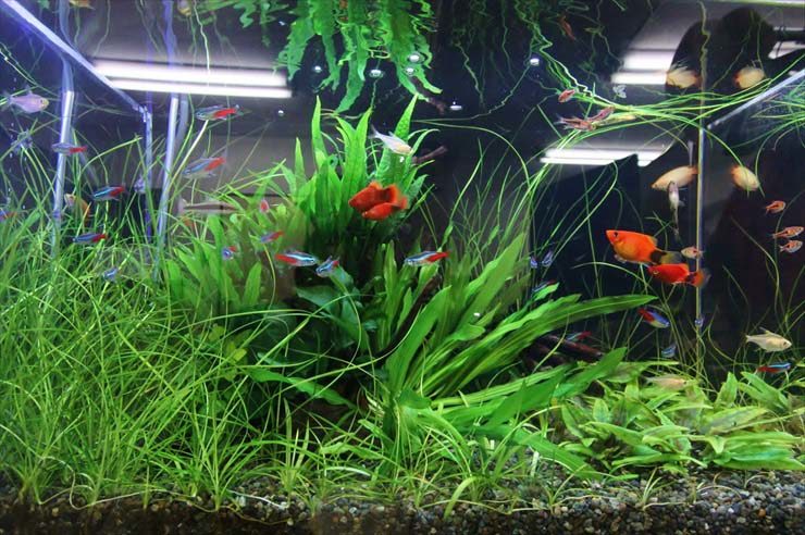 水草が茂る水槽内を泳ぐネオンテトラの仲間と赤い熱帯魚