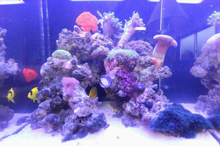 サンゴと海水魚が泳ぐ青い照明の海水水槽レイアウト