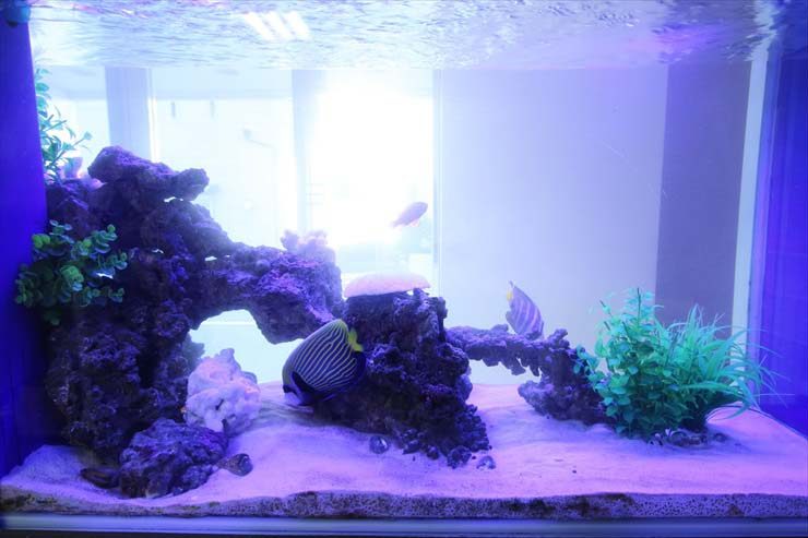 岩組と海水魚が泳ぐ青い照明の海水魚水槽