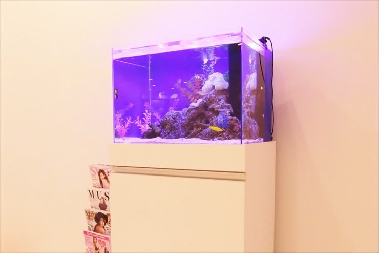 紫の照明で照らされた海水魚水槽と白い水槽台