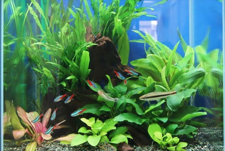 水草が茂る水槽内を泳ぐネオンテトラの仲間と流木