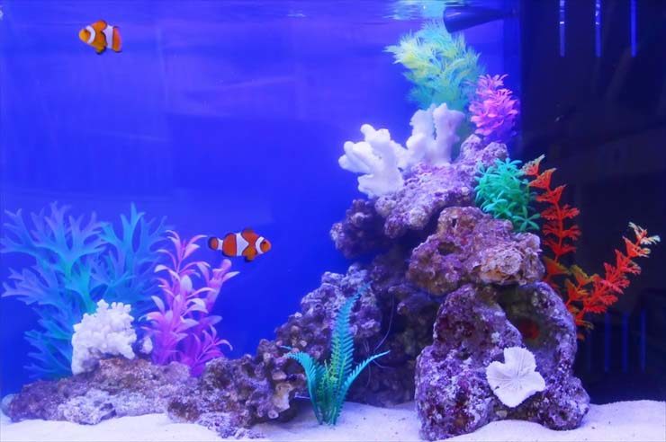 青い照明の水槽を泳ぐカクレクマノミと人工サンゴのレイアウト