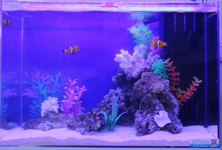 青い照明の水槽を泳ぐクマノミと人工サンゴのレイアウト