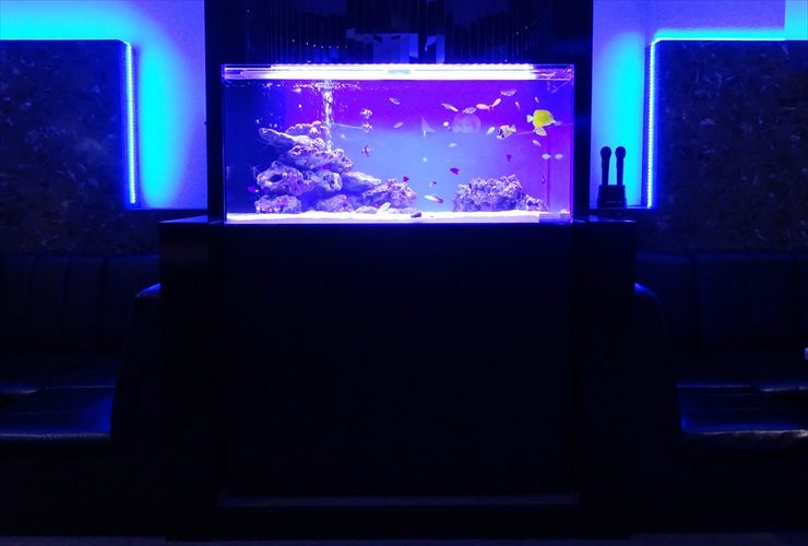 青い照明の室内で光る海水魚水槽とライブロックの配置