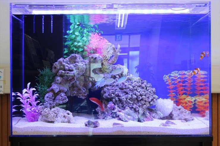 青い照明の海水魚水槽と岩に群れる熱帯魚の全景