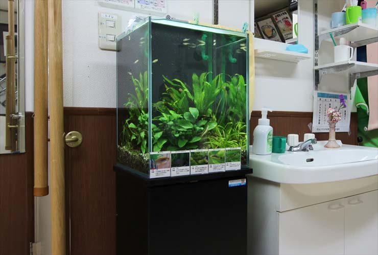 洗面台の横に設置された水草が茂るハイタイプ水槽