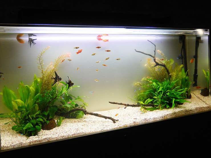 流木と水草を配置した水槽内を泳ぐエンゼルフィッシュと小型魚