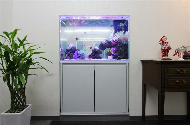 白い壁に埋め込まれた海水魚水槽と観葉植物のレイアウト