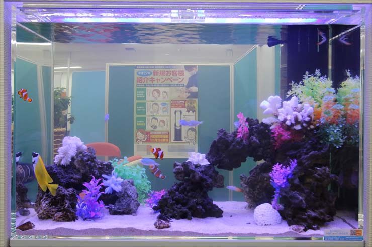 クマノミや海水魚が泳ぐサンゴ砂と岩の海水水槽