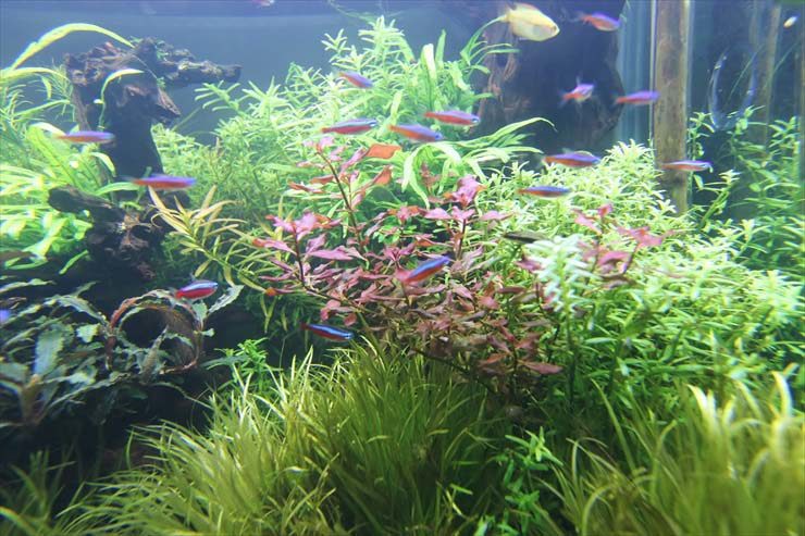 水草が茂る水槽内を泳ぐネオンテトラの仲間と小型熱帯魚
