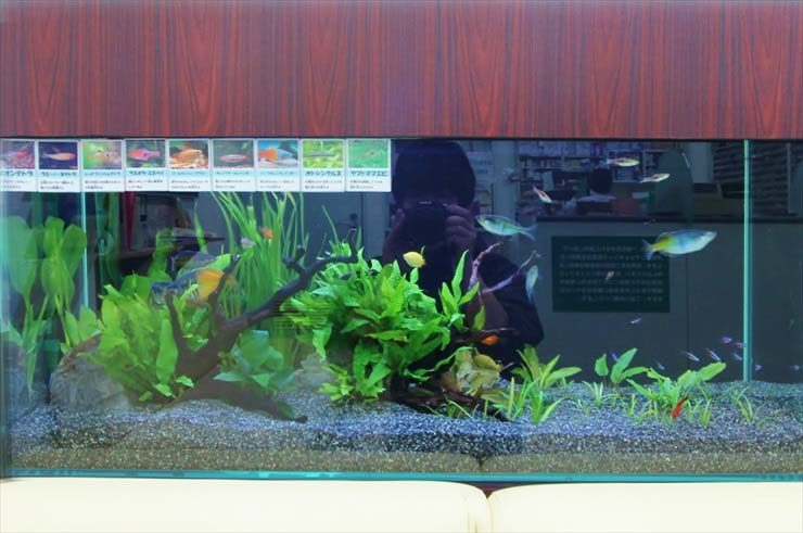 流木と水草を配置した熱帯魚水槽と解説パネルの展示