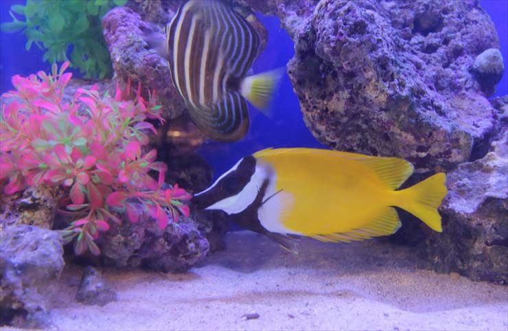 ライブロックと黄色の海水魚が泳ぐ海水水槽内の一角