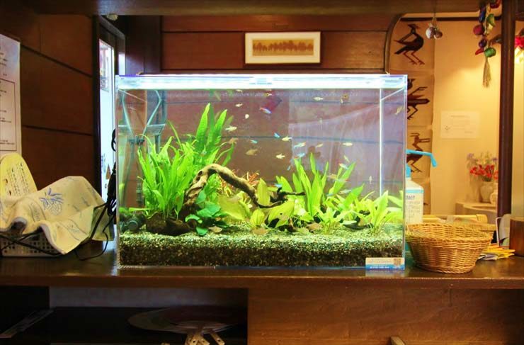 流木と水草を配置した小型カラシンが泳ぐ水槽の全景