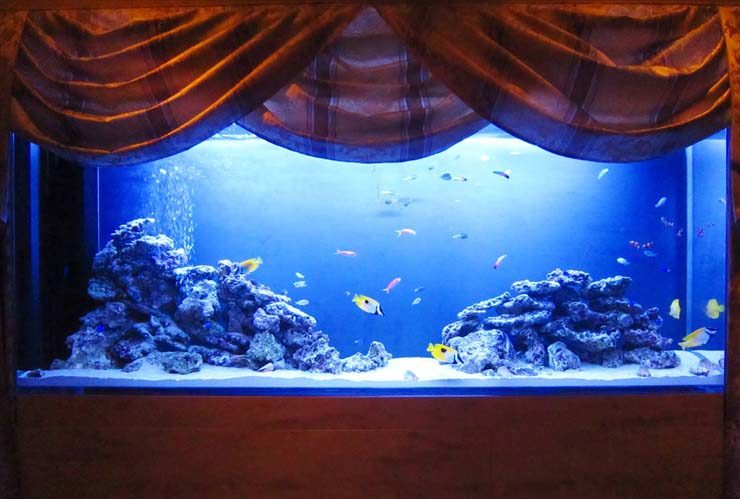 カーテンの下に設置された青い照明の大型海水魚水槽
