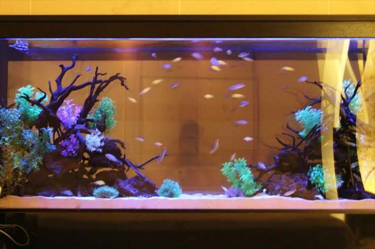 流木と人工水草を配置した水槽を泳ぐ小型魚の群れ