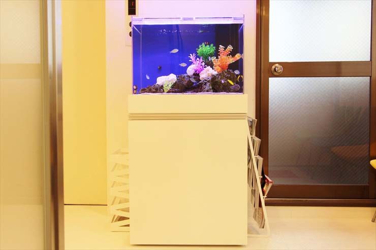 白い水槽台に置かれた青い背景の海水魚水槽