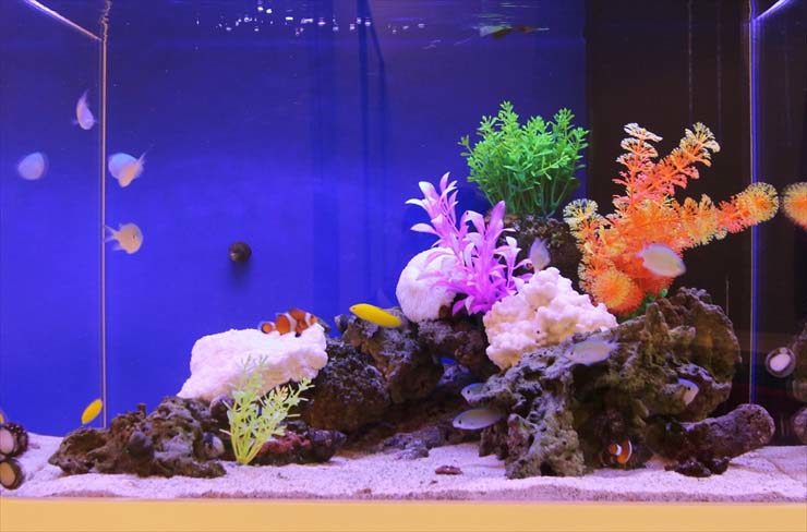 青い背景の水槽で泳ぐクマノミと人工水草のレイアウト