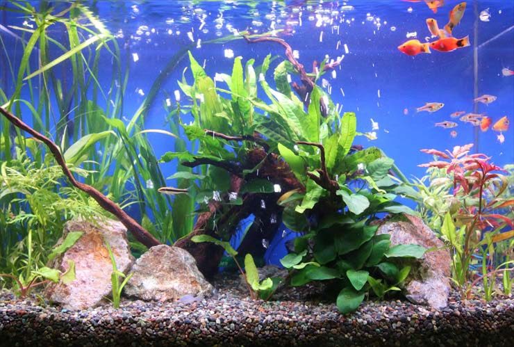 水草や流木を配置した水槽内を泳ぐ熱帯魚と小型カラシン