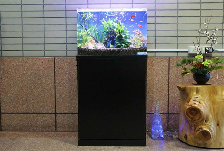 黒い水槽台に設置された水草と小型魚の泳ぐ水槽