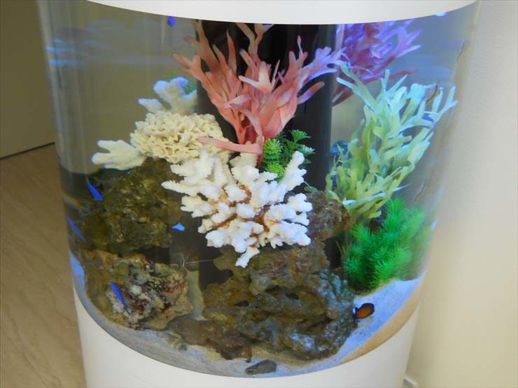 サンゴ模型と海水魚が入った円柱型水槽