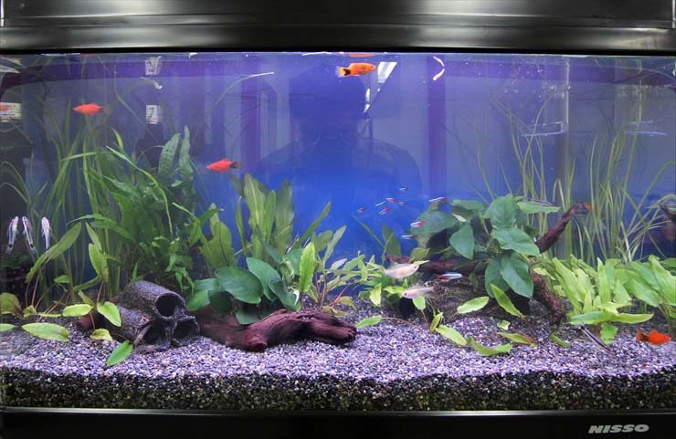 水草と流木を配置した水槽内を泳ぐ小型熱帯魚の群れ