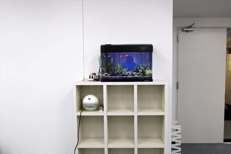 白い棚の上に設置された水草と小型魚の熱帯魚水槽