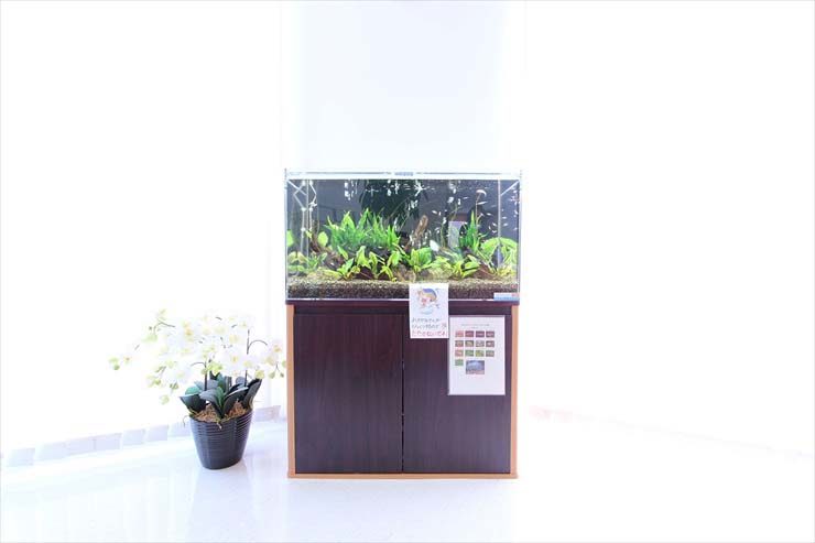 白い壁際に設置された水草水槽と隣に置かれた白い花の鉢植え