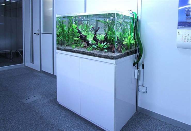 白い水槽台に設置された流木と水草の淡水熱帯魚水槽
