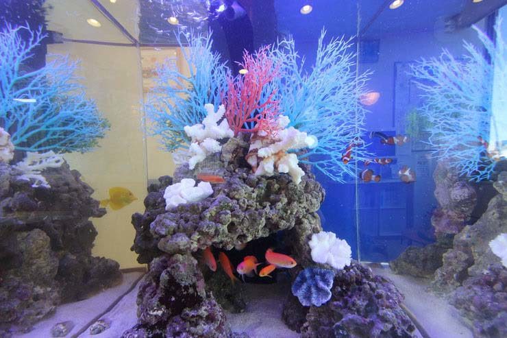 サンゴ模型と海水魚が泳ぐ海水魚水槽のレイアウトイメージ