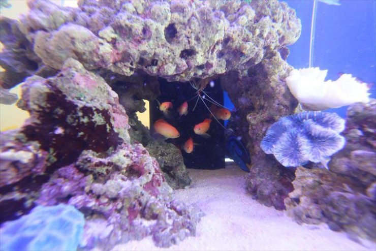 ライブロックの隙間に集まる海水魚とエビの仲間