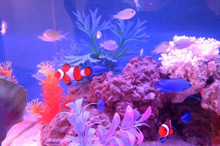 カクレクマノミと青い海水魚が泳ぐサンゴ礁水槽の風景