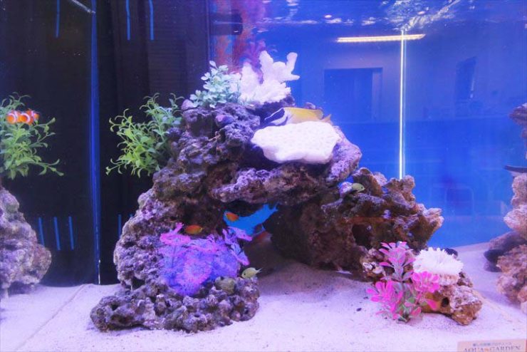 ライブロックと人工サンゴを配置した海水魚水槽のレイアウト
