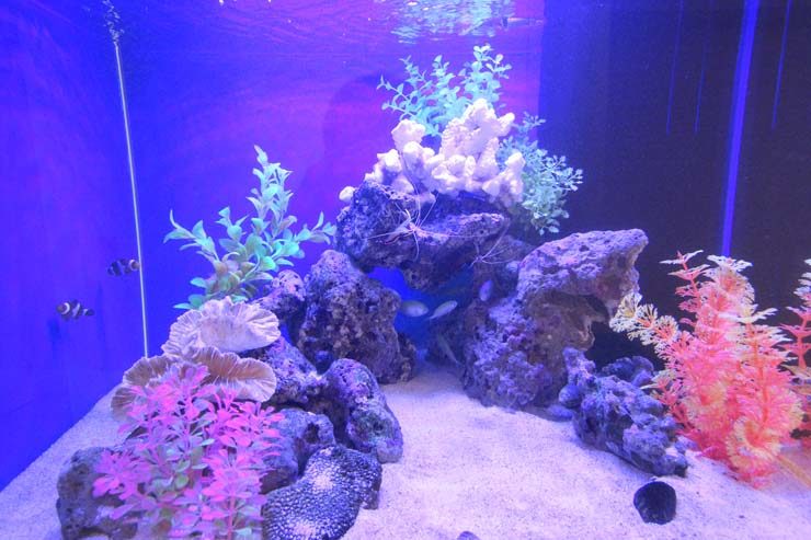 青い照明の海水魚水槽とライブロックや人工水草のレイアウト