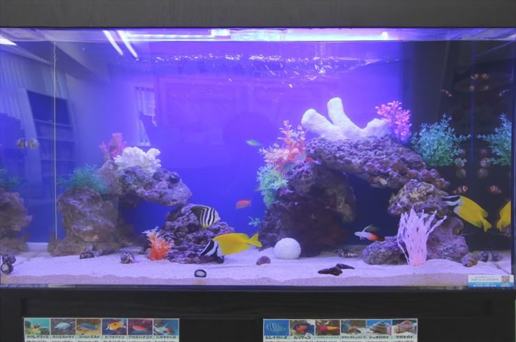 青い照明の海水魚水槽と泳ぐ黄色い熱帯魚やサンゴの模型