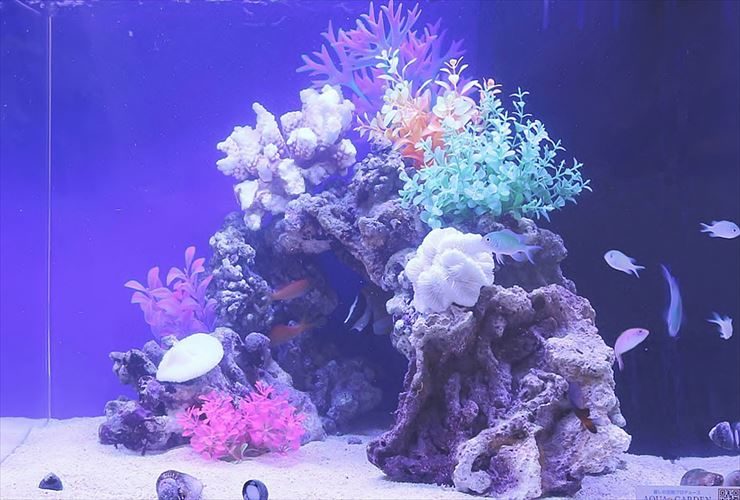 青い照明の海水魚水槽とサンゴ岩に泳ぐスズメダイの仲間