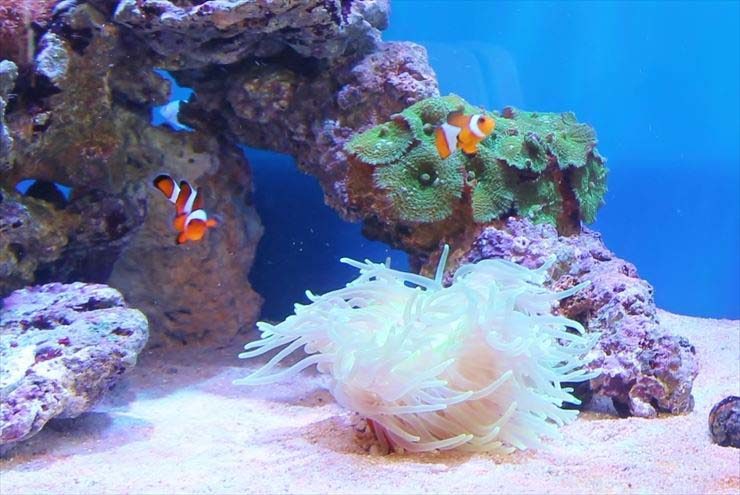 白いイソギンチャクとクマノミが泳ぐ海水魚水槽のレイアウト