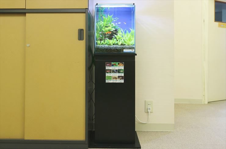 棚の横に設置された水草と小型魚の小型水槽セット