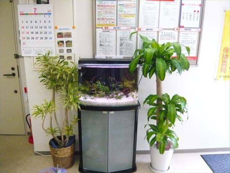 観葉植物に挟まれた室内設置の熱帯魚水槽と専用台