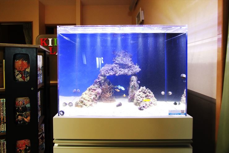 青い背景にライブロックを組んだ海水魚水槽の全景