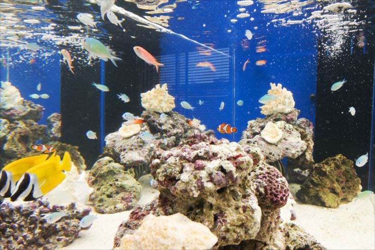 ライブロックと海水魚が泳ぐ青い背景の海水魚水槽