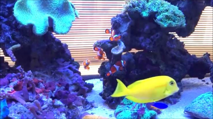 黄色い海水魚とクマノミが泳ぐサンゴ礁水槽の風景